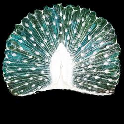 Don't Let the Right One Get Away