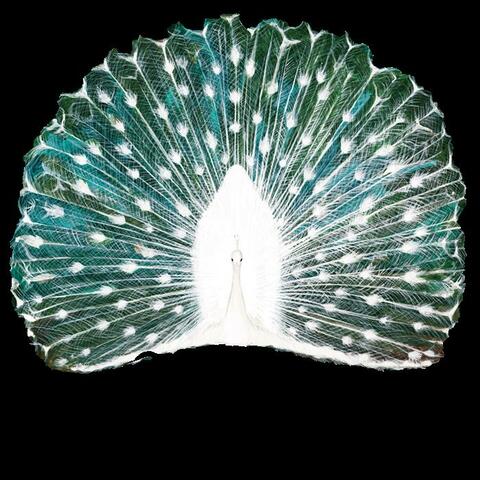 Night Time Sound Desire