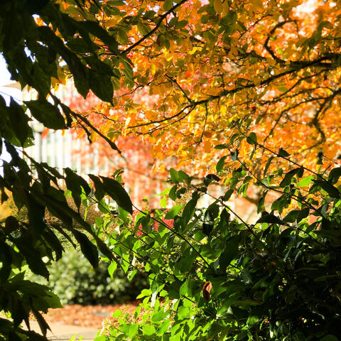 Vibes In The Fall