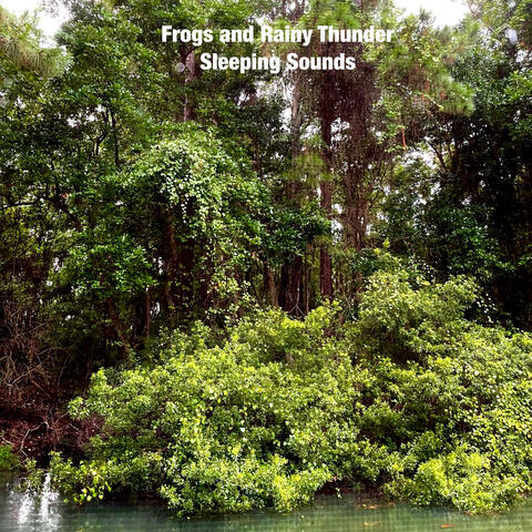 Frogs and Rainy Thunder