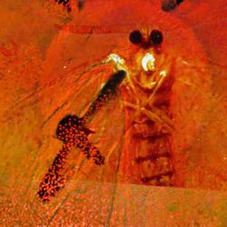 La Mort de la Phalène