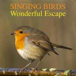 Singing Birds in the Morning