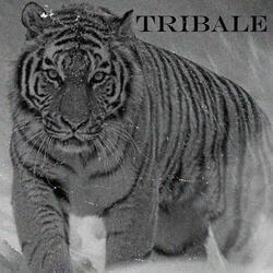 Tribale