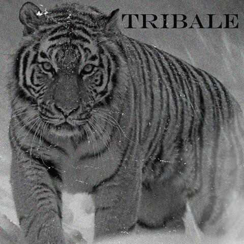 Tribale
