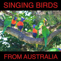 Beautiful Singing Birds from Australia: In the Morning