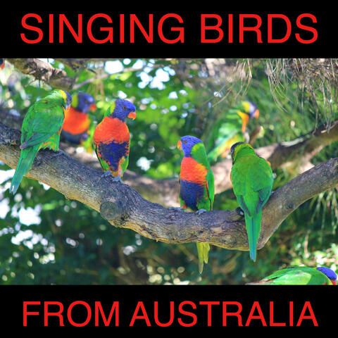 Beautiful Singing Birds from Australia (For Relaxation and Better Sleep)