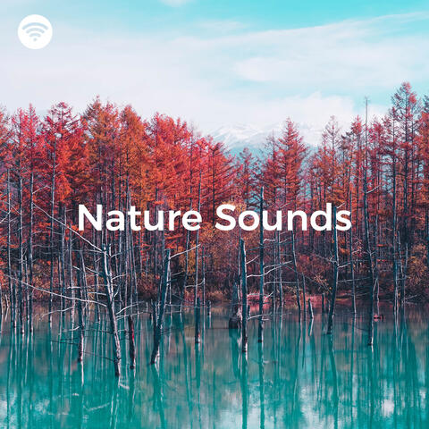 Nature Sounds: Harmony in the Forest