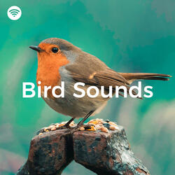 Plumage Chirp Melodies