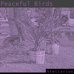 Peaceful Birds