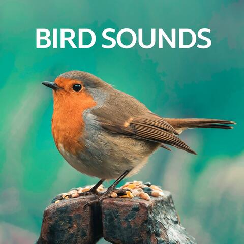 Bird Sounds
