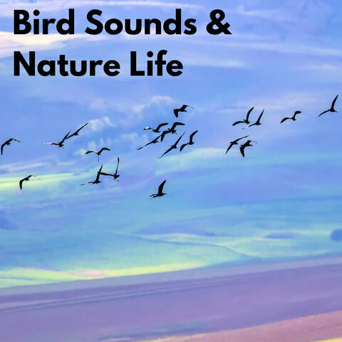 Bird Sounds & Nature Life