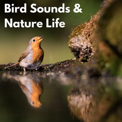 Summer Bird Sounds