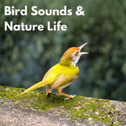 Summer Bird Sounds