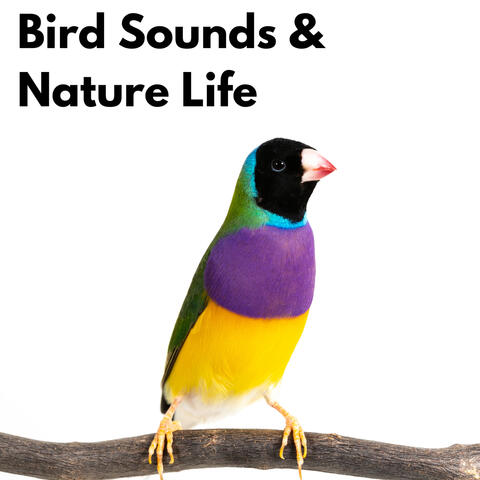 Bird Sounds & Nature Life