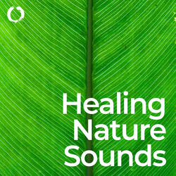 Soothing Rainforest Meditation