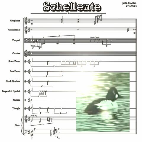 Schellente