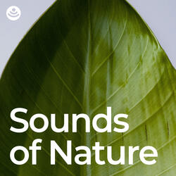 Calming Nature Sound