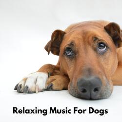 Therapeutic Sound for Dogs