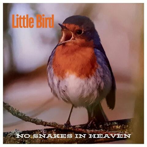Little Bird