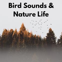 Soothing Birds in the Forest