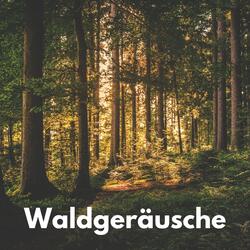Abendstimmung am Waldrand