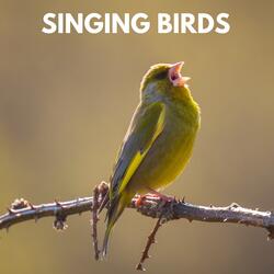 Calming Garden Bird Recording
