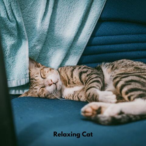 Cat Music Dreams