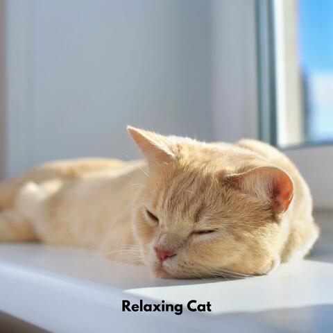 Relaxing Cat