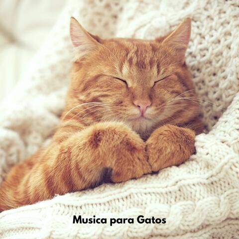 Musica para Gatos