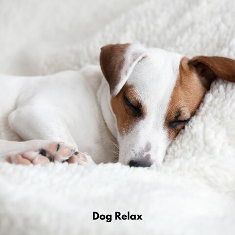 Dog Relax