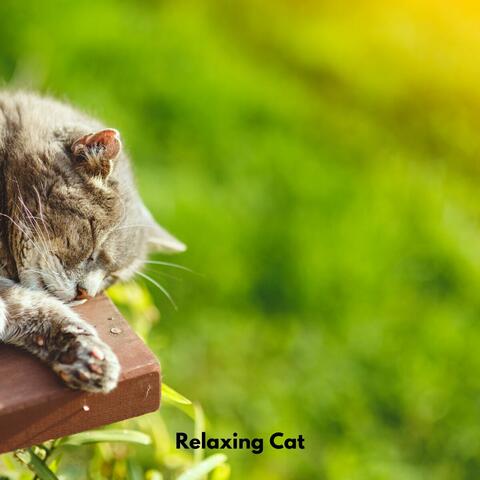 Relaxing Cat