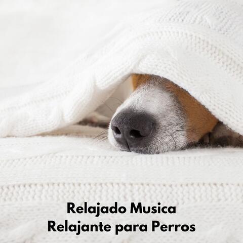 Perro Dormir