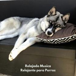 Perro Relaxamente