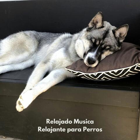 Perro Relaxamente