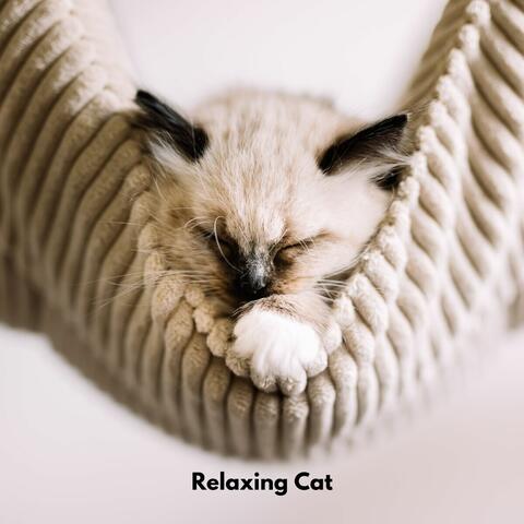 Relaxing Cat