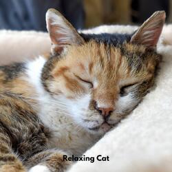 Pawful Tranquil Sounds
