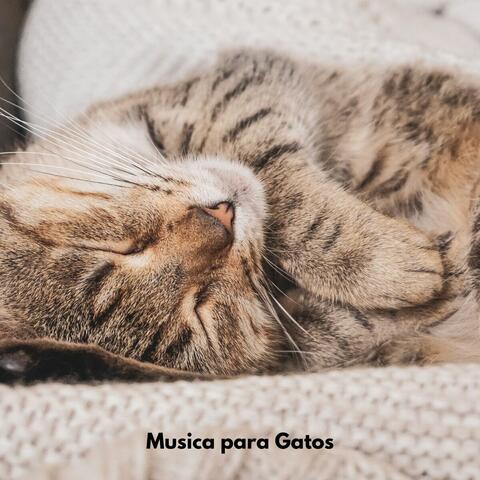 Musica para Gatos