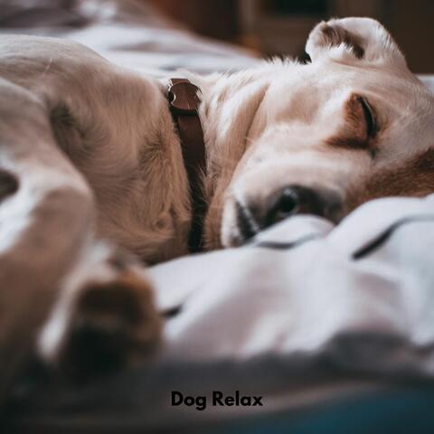 Dog Relax