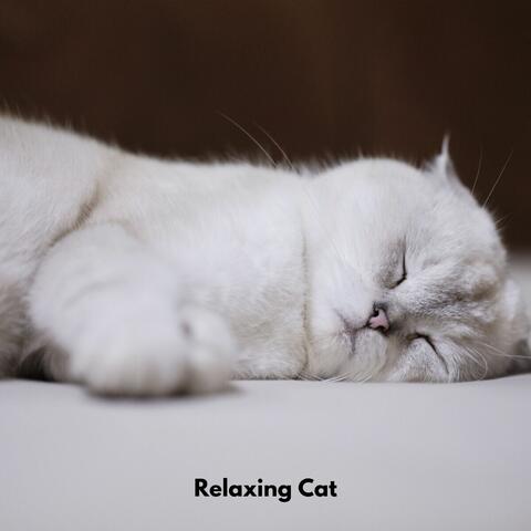 Relaxing Cat