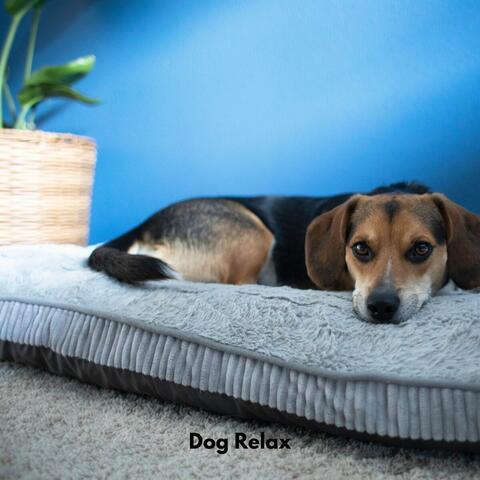 Dog Relax