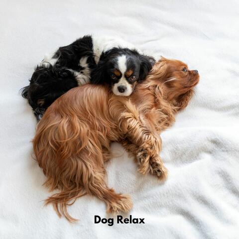 Dog Relax