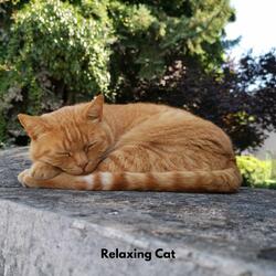 Cat Lounge Harmonies