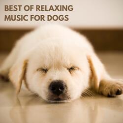 Music Therapy for Dogs