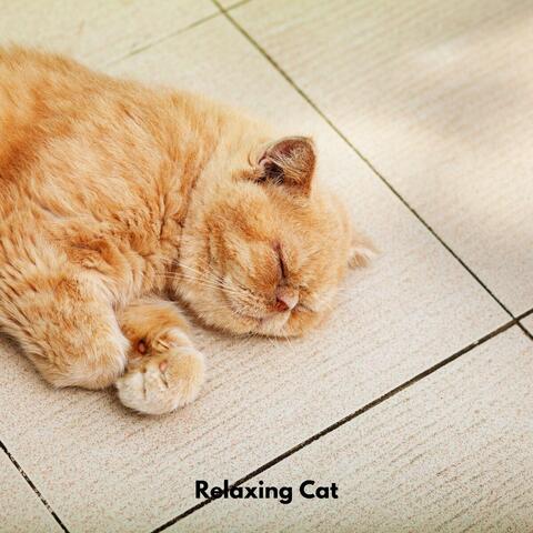 Relaxing Cat