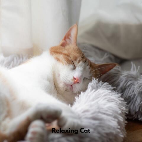 Relaxing Cat