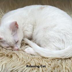 Soft Fur Relaxation Tones