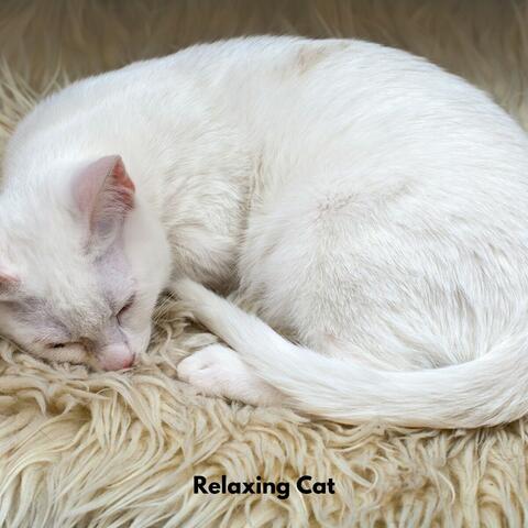 Relaxing Cat