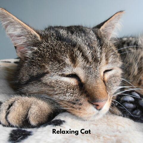 Relaxing Cat