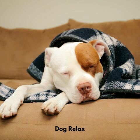 Dog Relax
