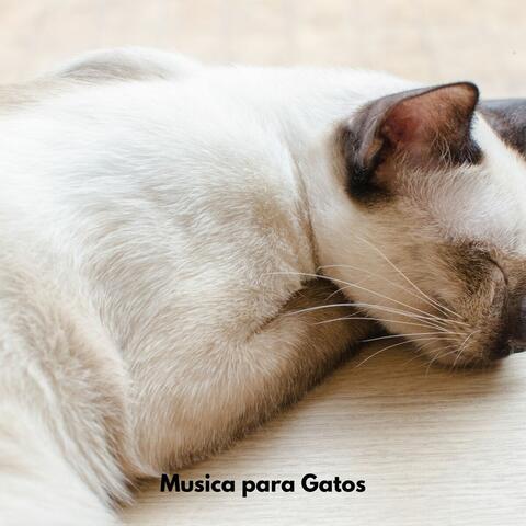 Musica para Gatos